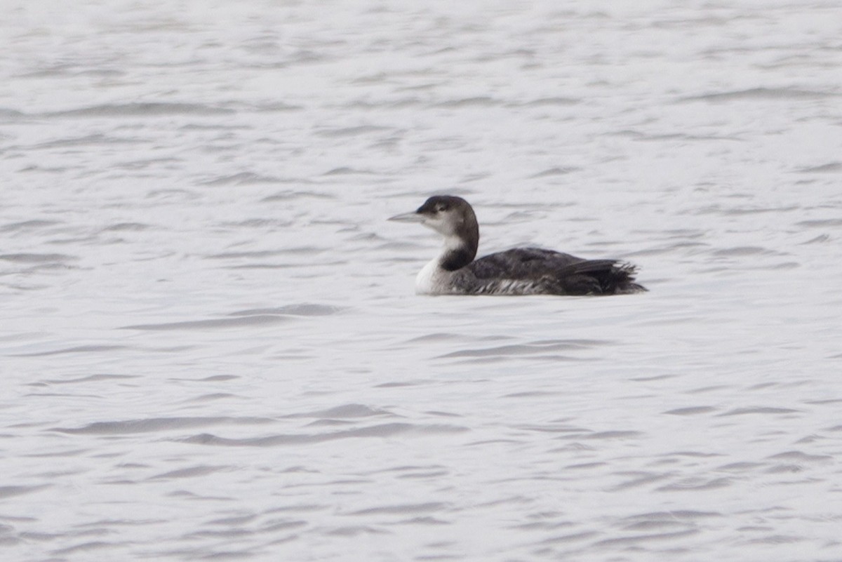 Common Loon - ML408619981