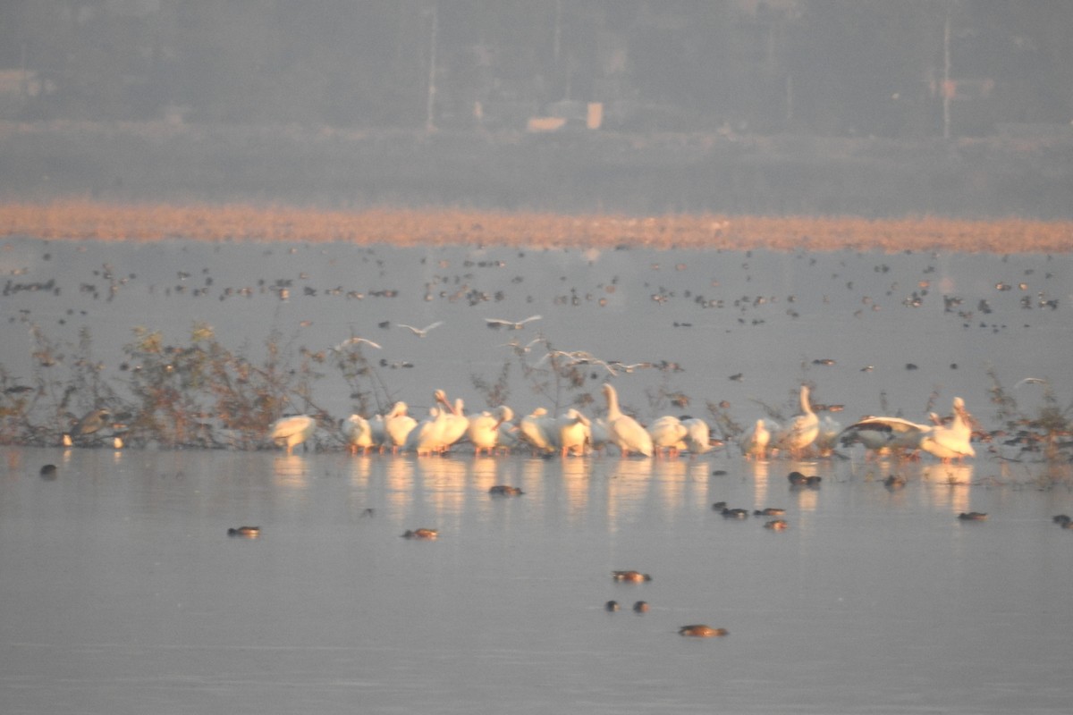 American White Pelican - ML408620391