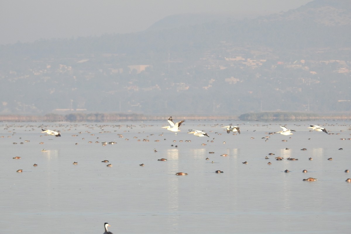 American White Pelican - ML408620411