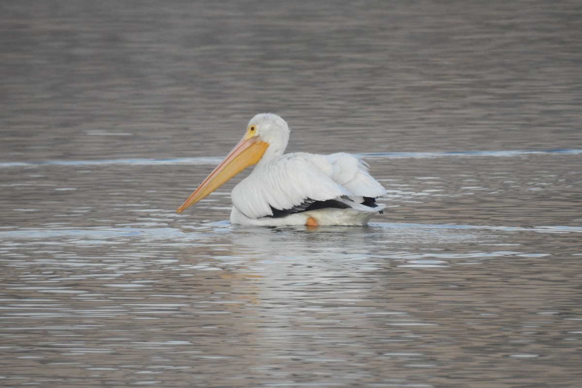 American White Pelican - ML408620421