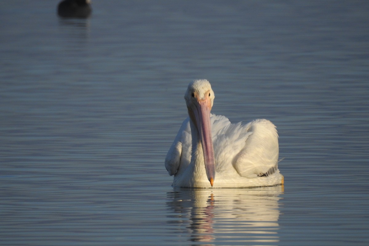 American White Pelican - ML408620441