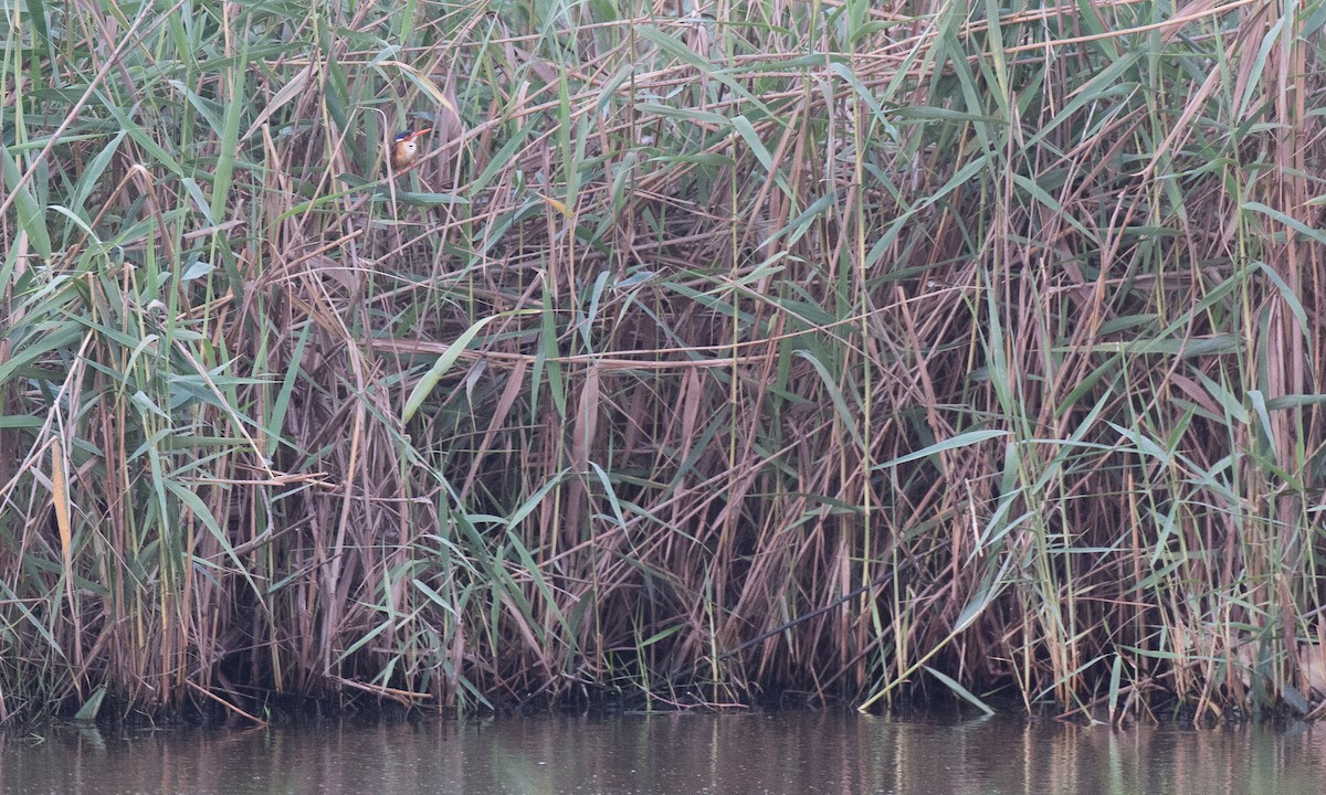 Malachite Kingfisher - ML40862081