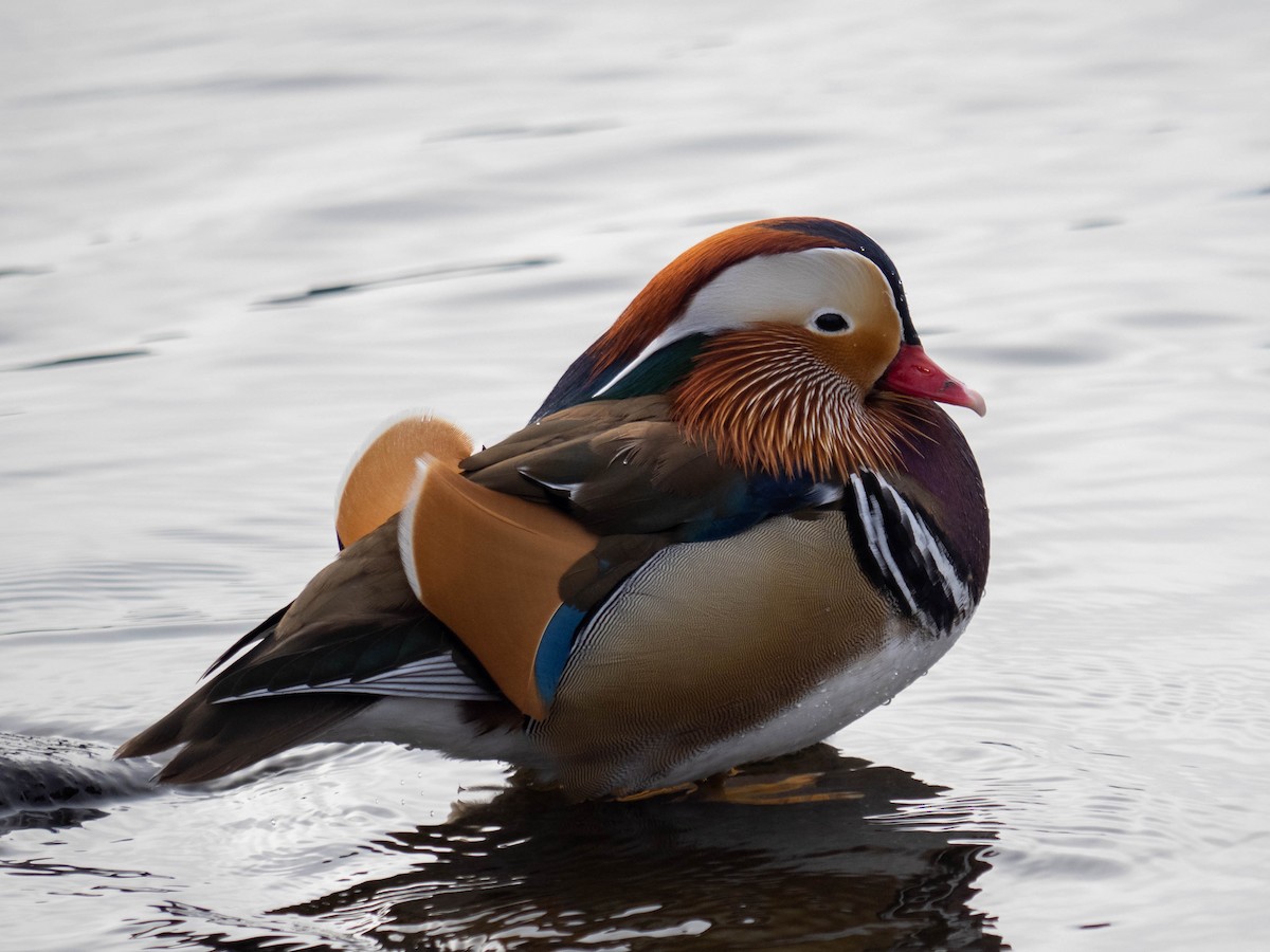 Mandarin Duck - ML408621811