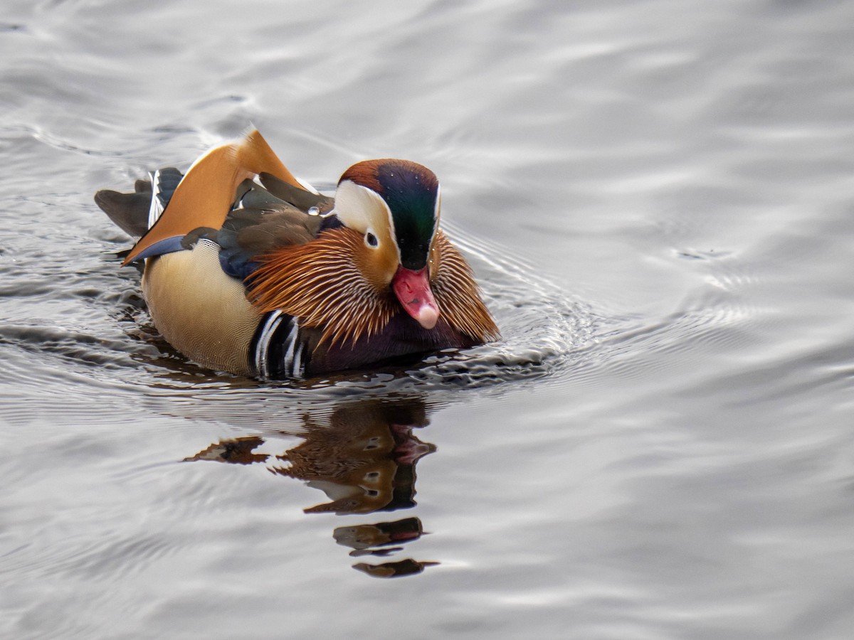 Mandarin Duck - ML408621831