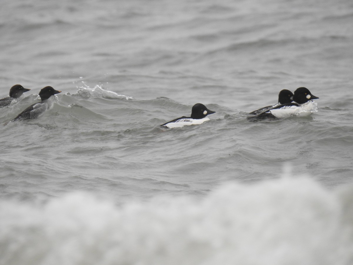 Common Goldeneye - ML40862201