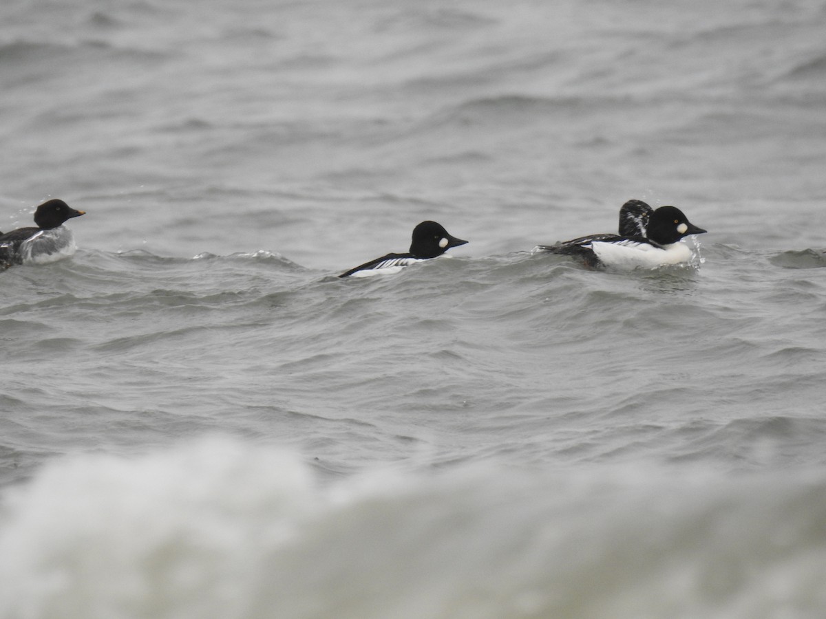 Common Goldeneye - ML40862231