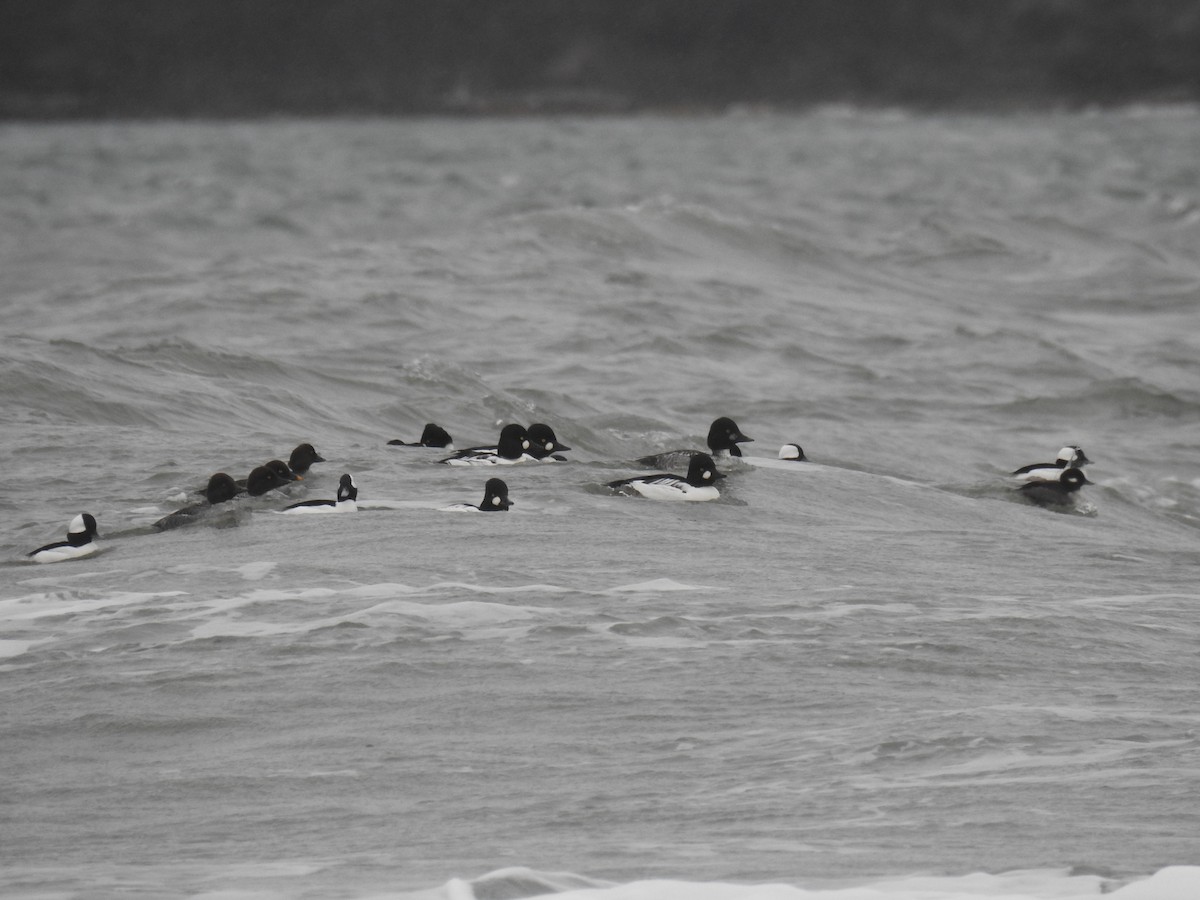 Common Goldeneye - ML40862241