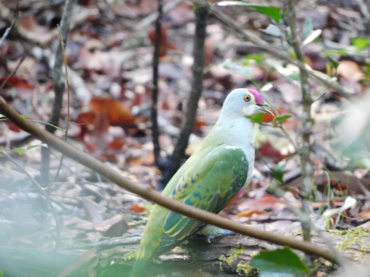 Rose-crowned Fruit-Dove - ML408622651