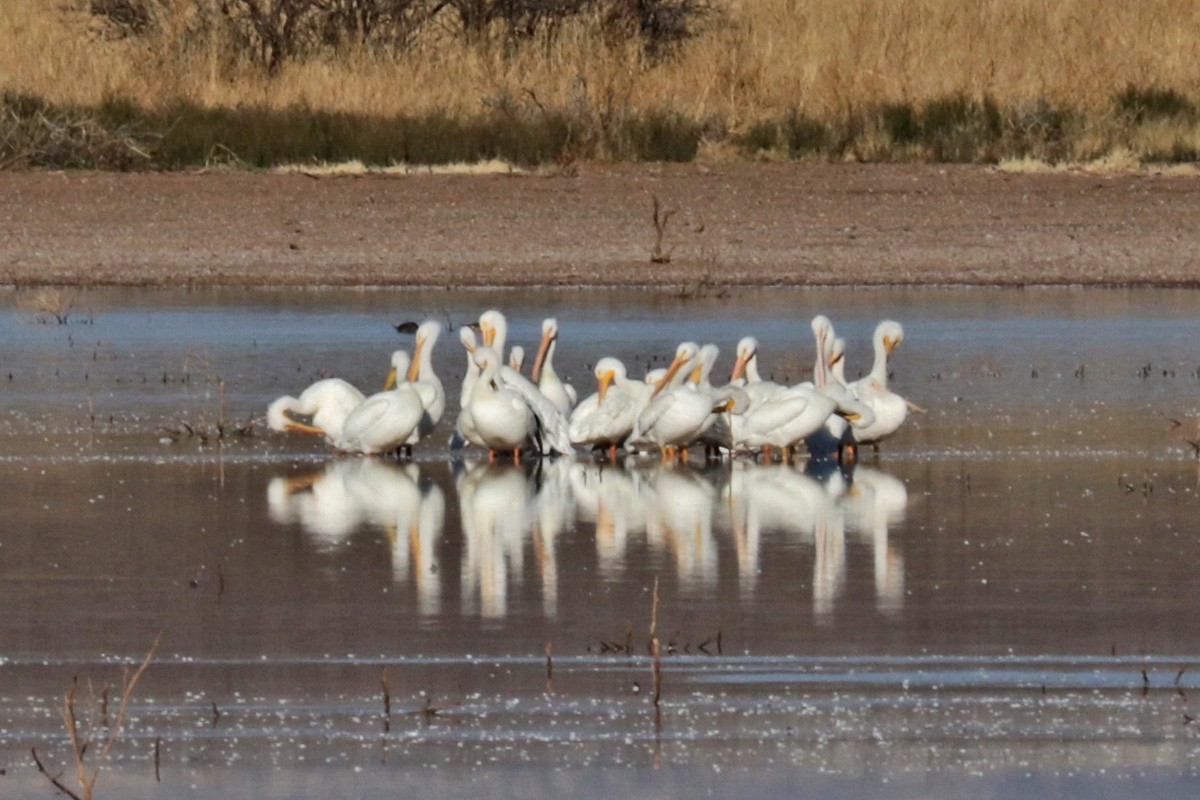 American White Pelican - ML408622771