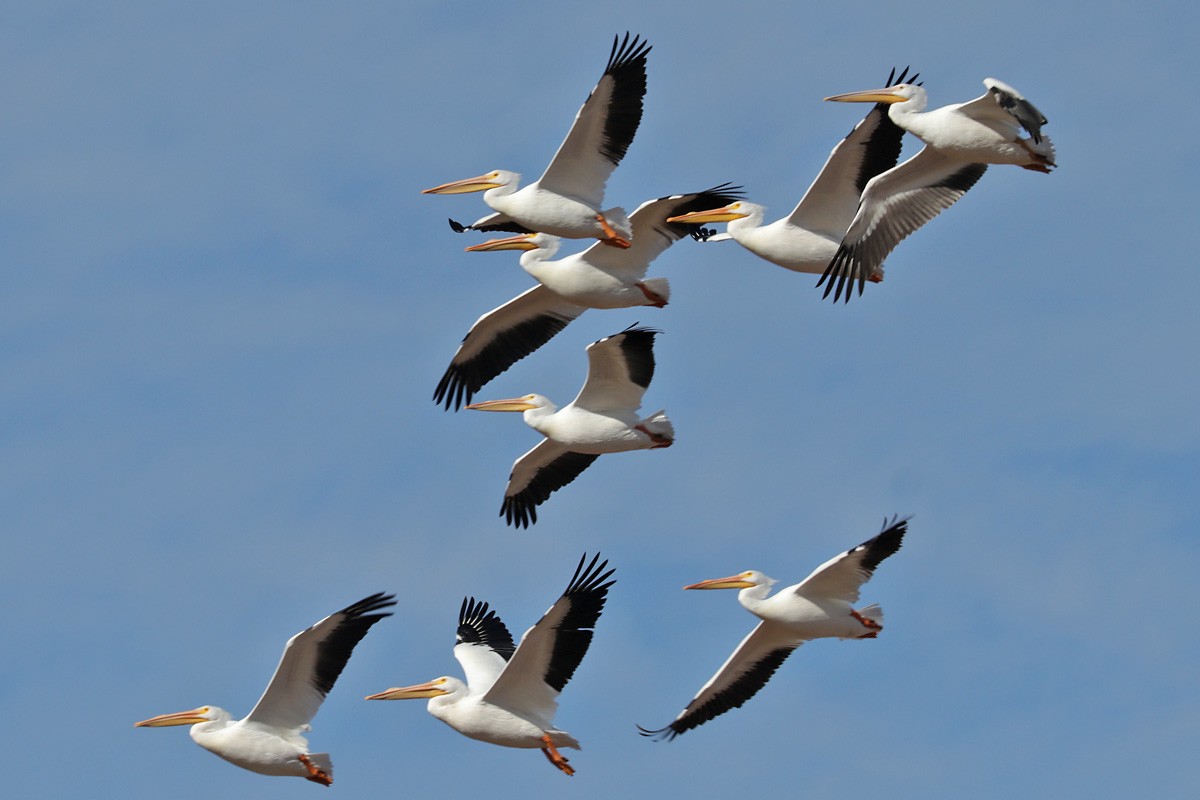 American White Pelican - ML408622781