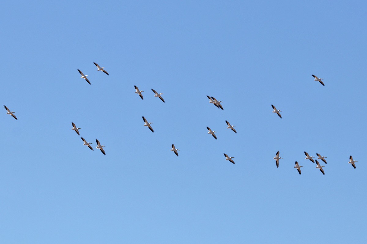 American White Pelican - ML408622881