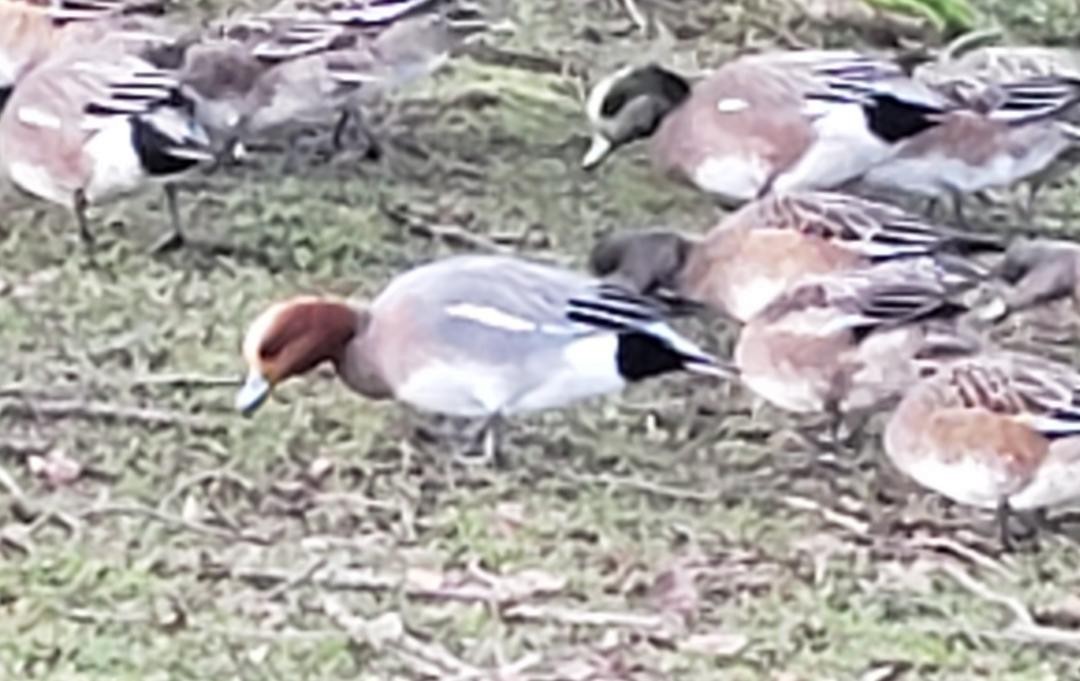 Eurasian Wigeon - ML408625051