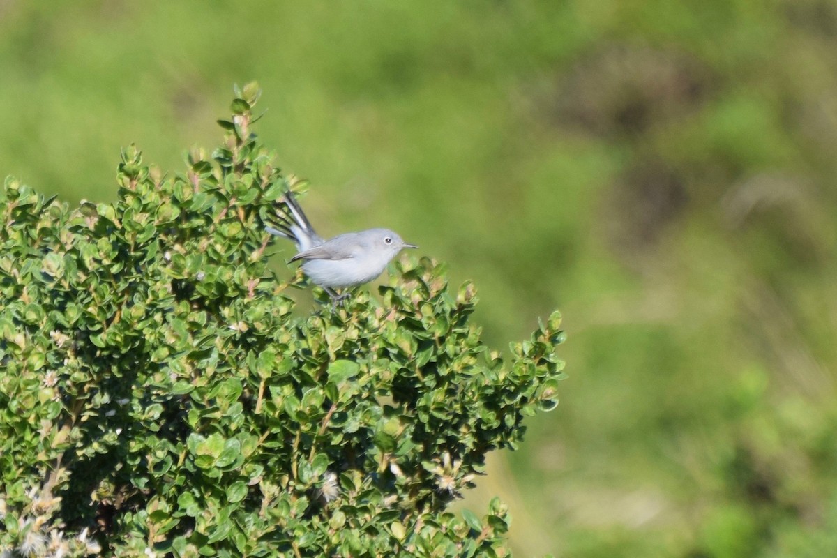 Blue-gray Gnatcatcher - ML40862551