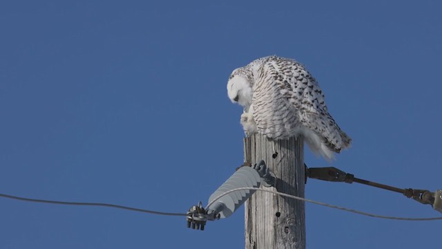 シロフクロウ - eBird