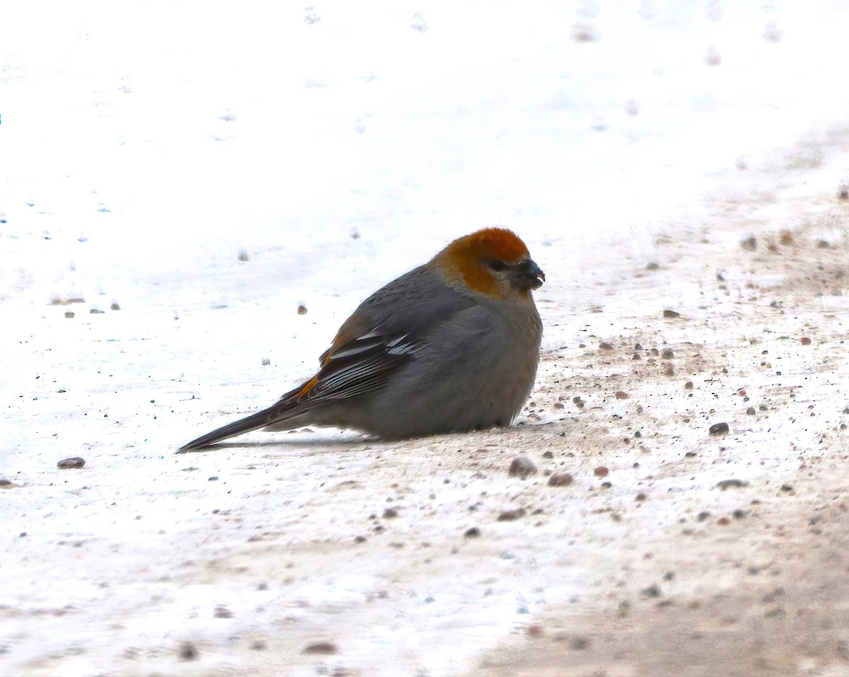 Pine Grosbeak - ML408627741