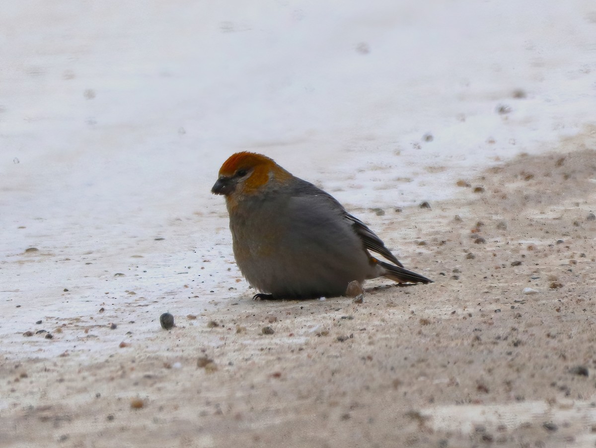 Pine Grosbeak - ML408627761