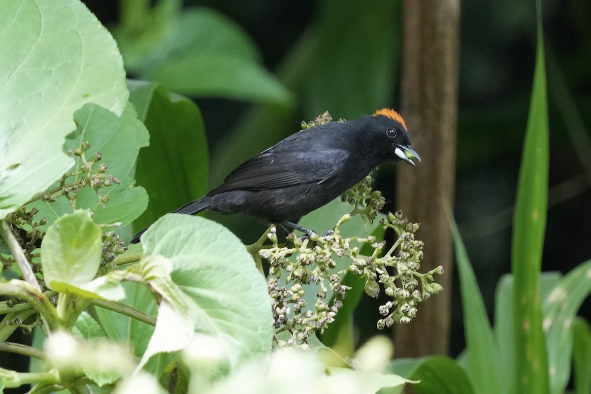 Tawny-crested Tanager - ML408628351