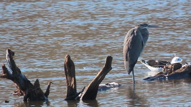 Great Blue Heron (Great Blue) - ML408628821