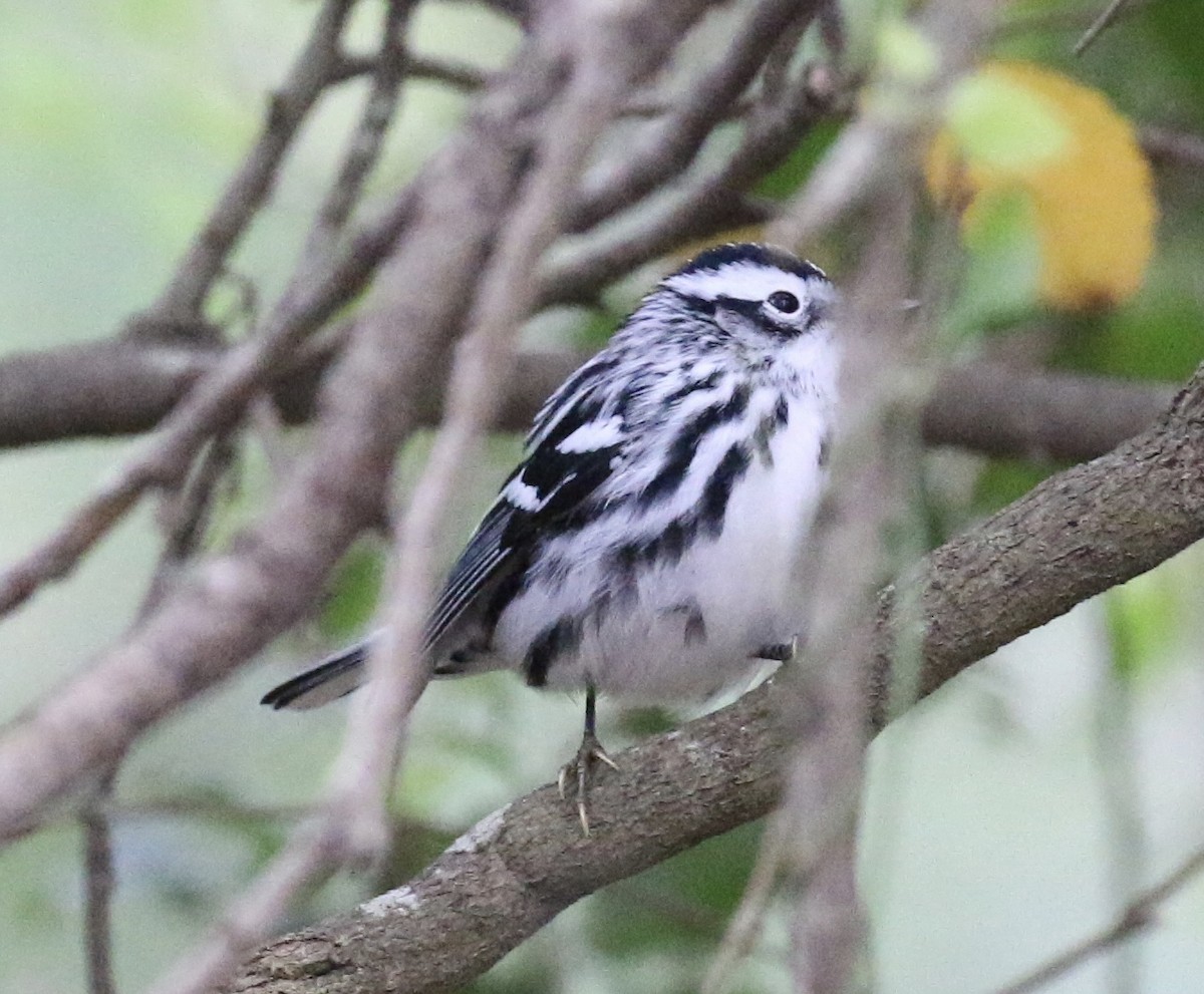 Black-and-white Warbler - ML408630321