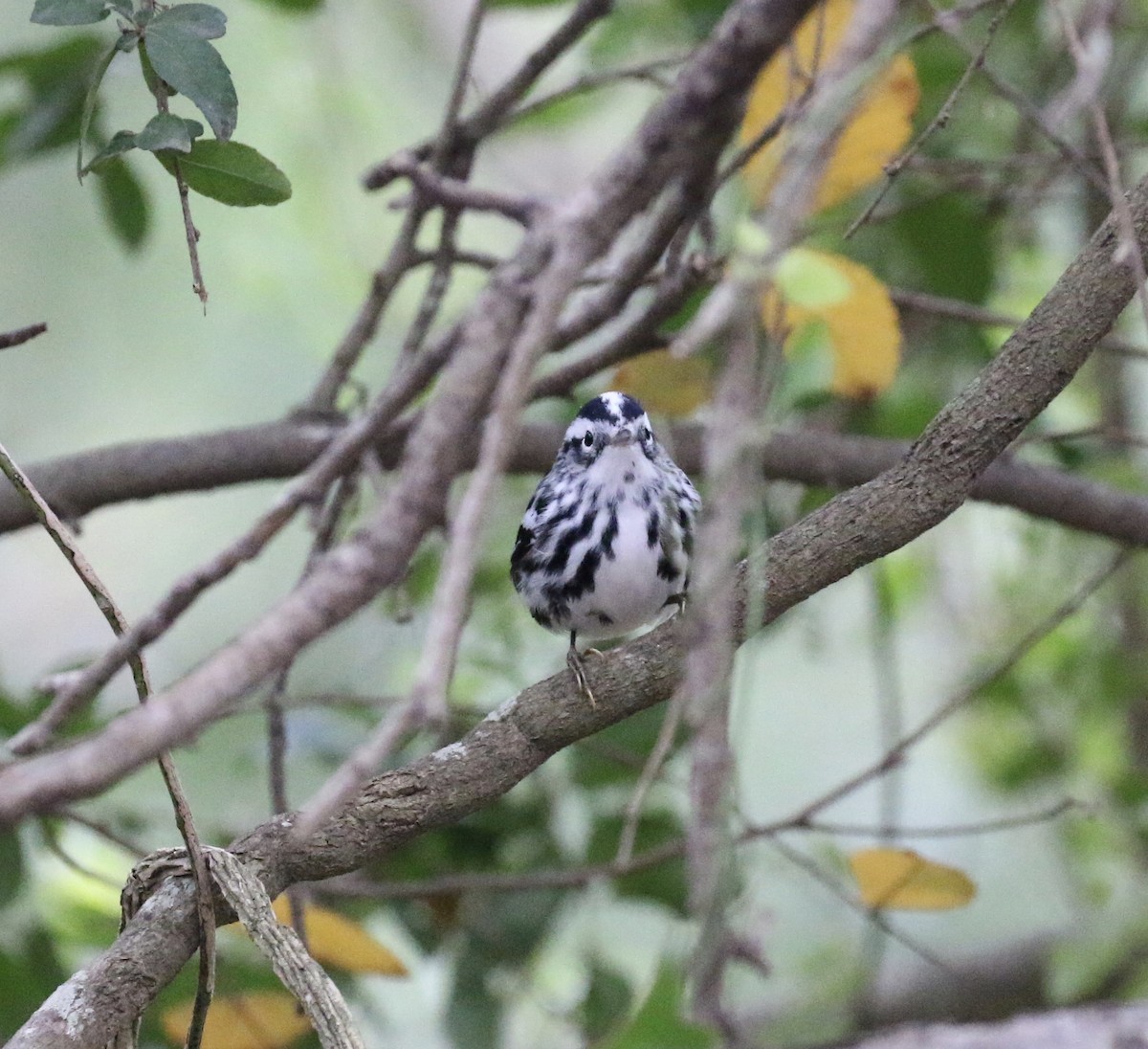 Black-and-white Warbler - ML408630401