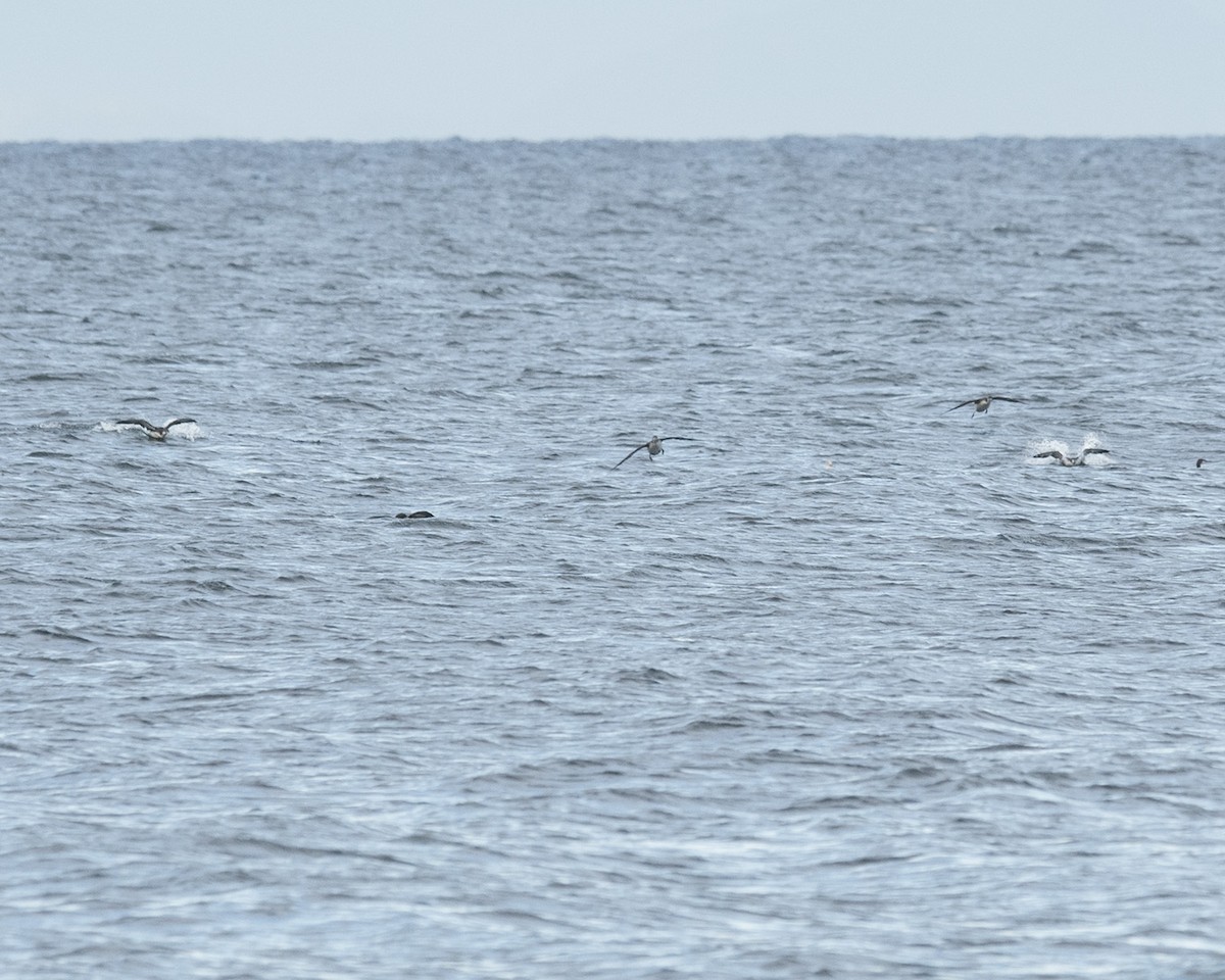 Pacific Loon - ML40863241