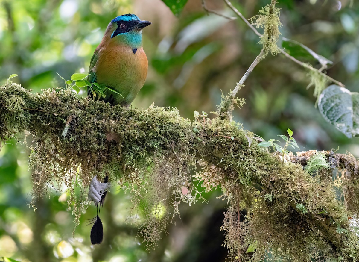 Lesson's Motmot - ML408632641