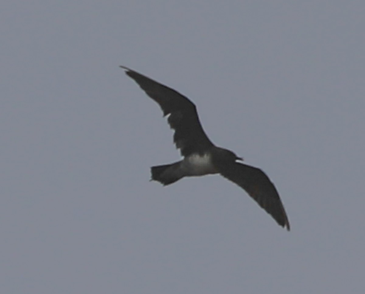 Long-tailed Jaeger - ML408633141