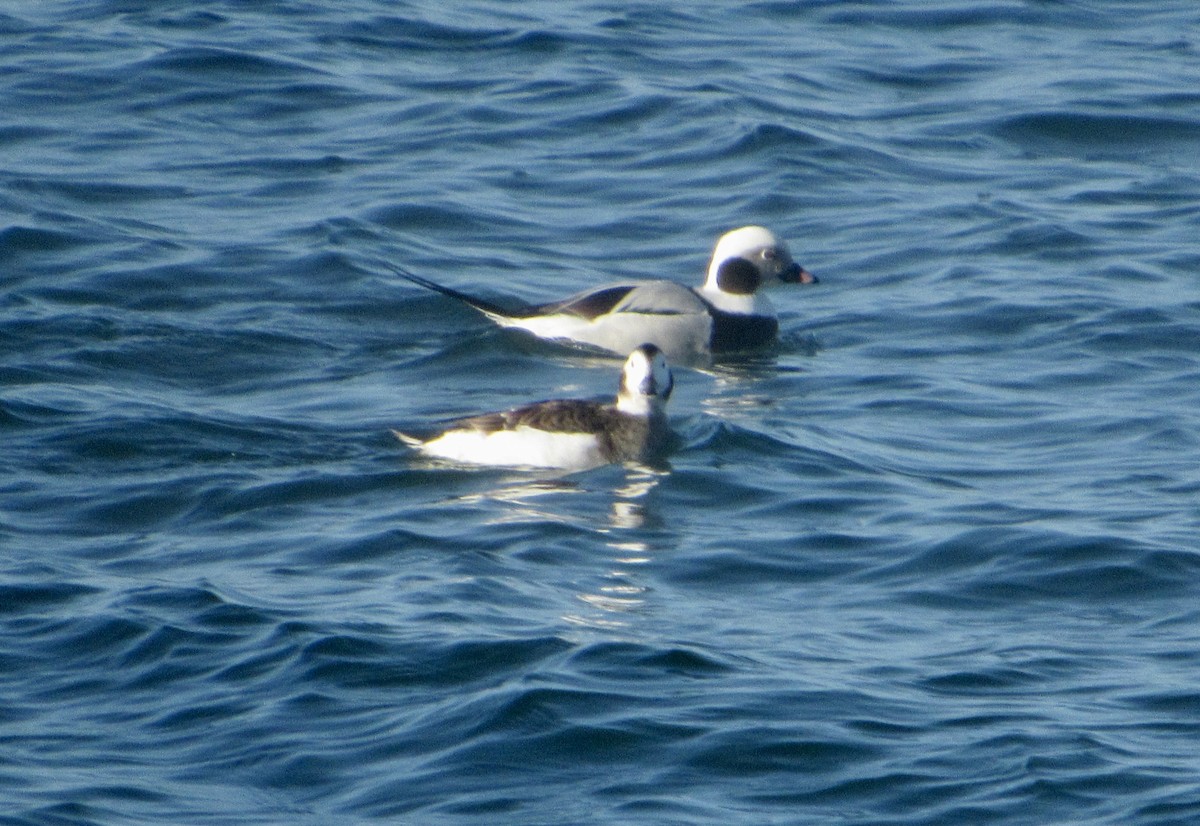 Long-tailed Duck - ML408633231