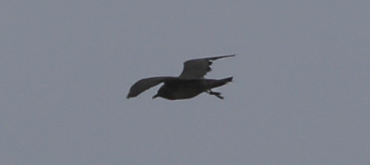 Long-tailed Jaeger - ML408633251