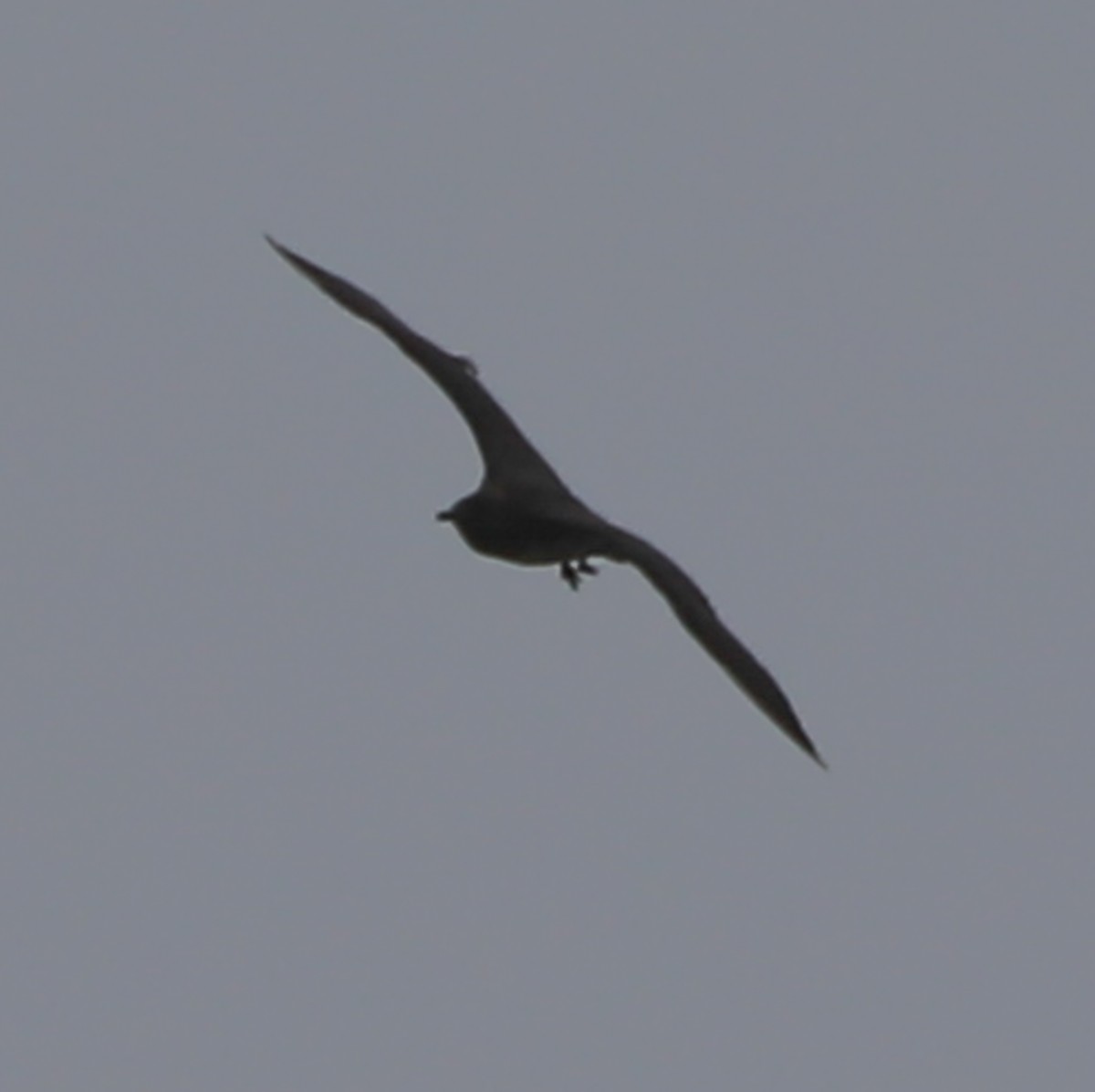 Long-tailed Jaeger - ML408633721
