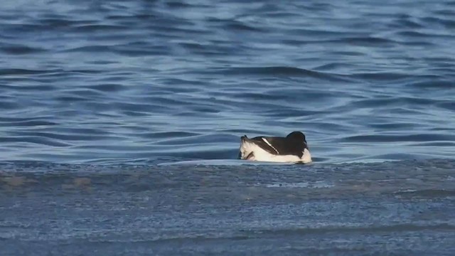 Thick-billed Murre - ML408633821