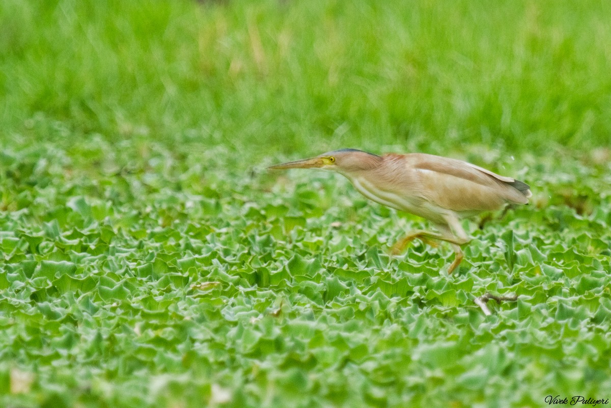 Yellow Bittern - ML40863591