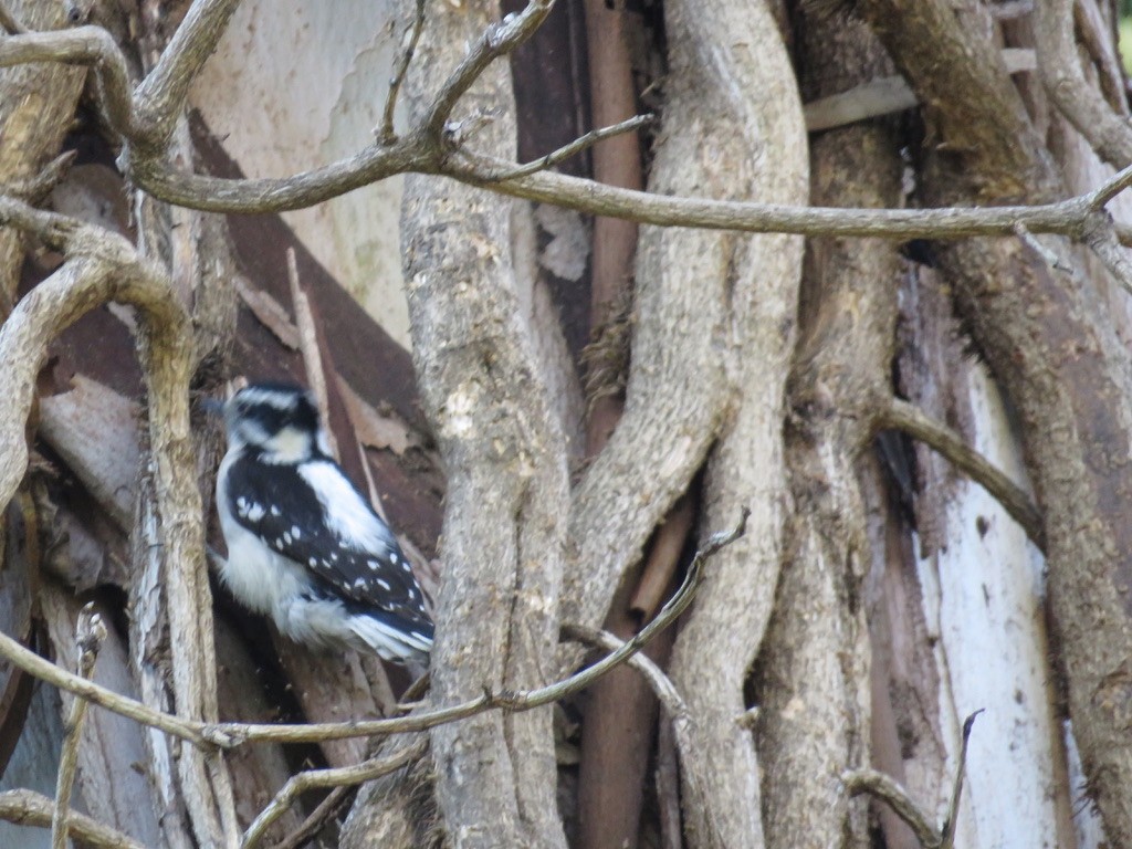 Downy Woodpecker - ML408636371