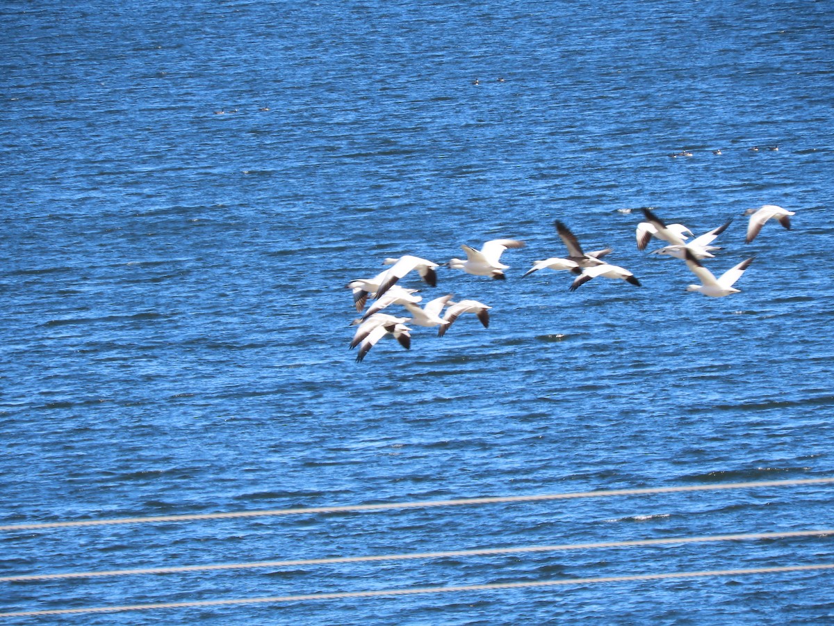 Snow Goose - ML408636861