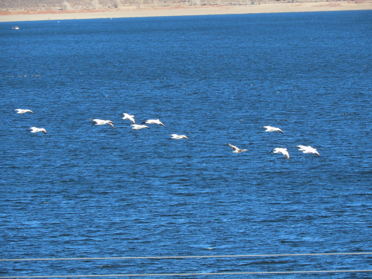 Snow Goose - ML408636981