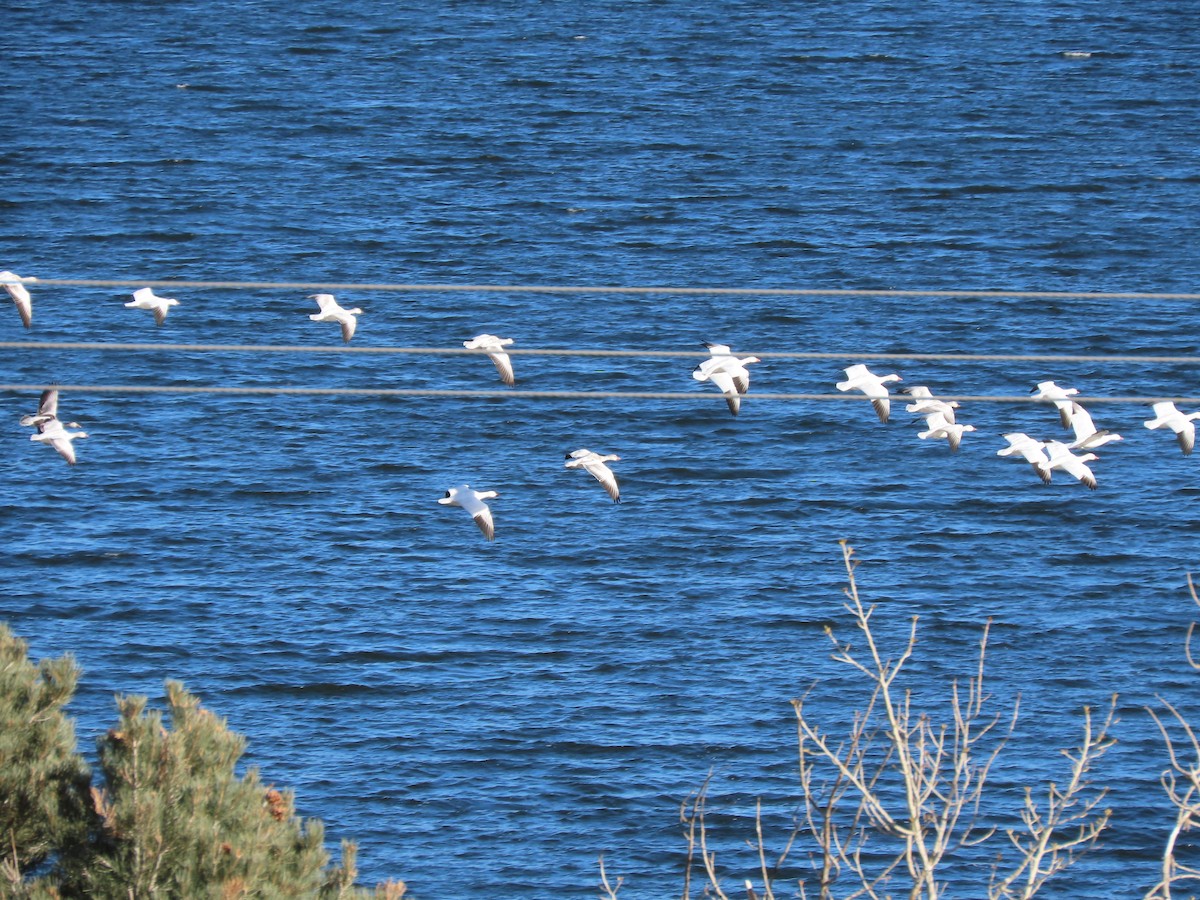 Snow Goose - ML408636991