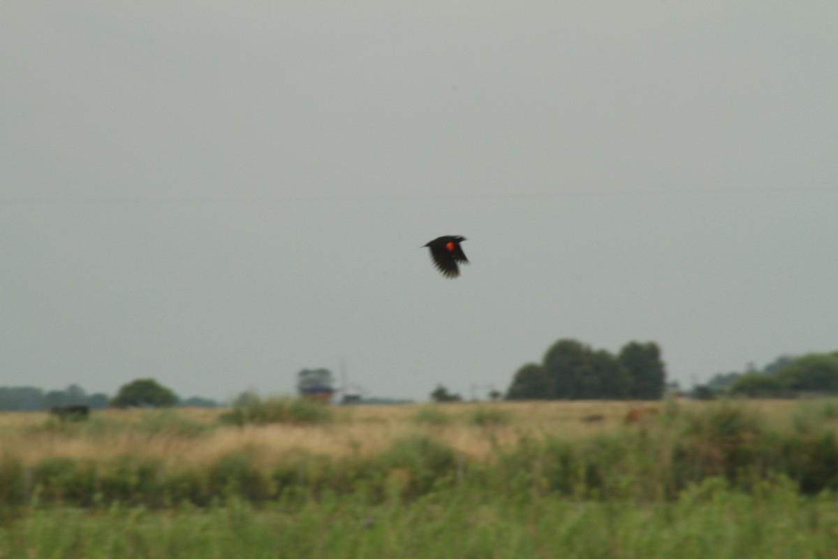 White-browed Meadowlark - ML408638391