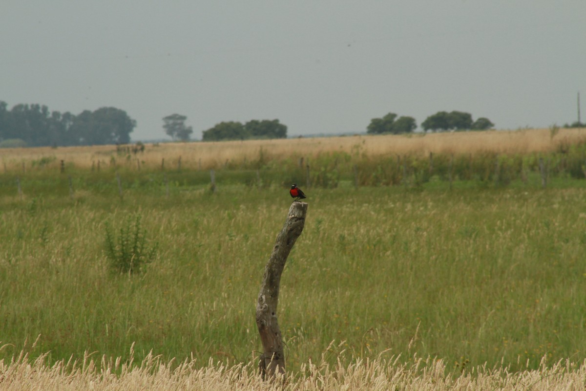 White-browed Meadowlark - ML408638561