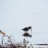 Short-billed/Long-billed Dowitcher - ML40863991