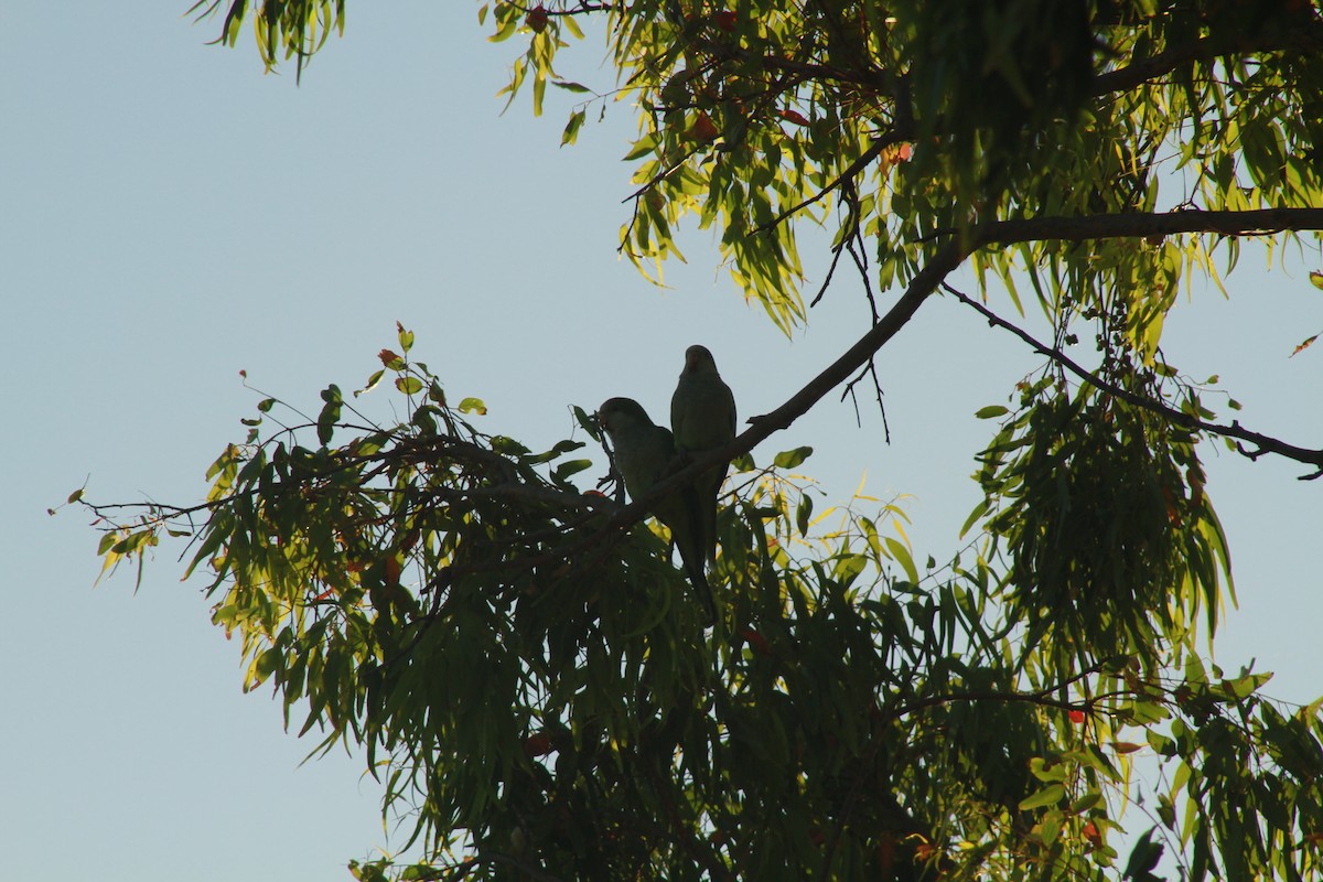 Monk Parakeet - ML408640011