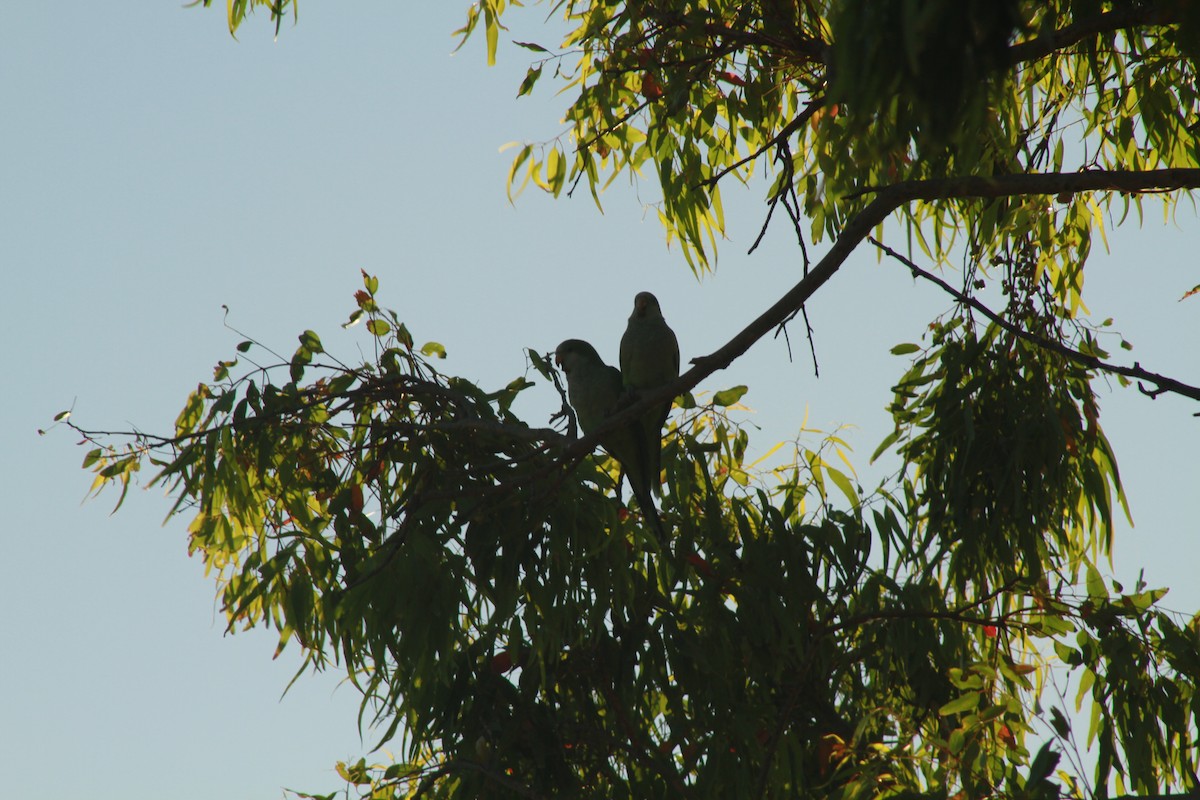 Monk Parakeet - ML408640041