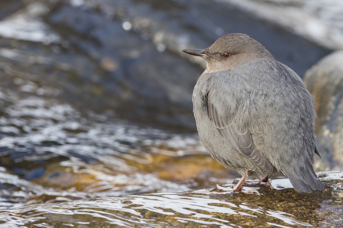 American Dipper - ML408642101