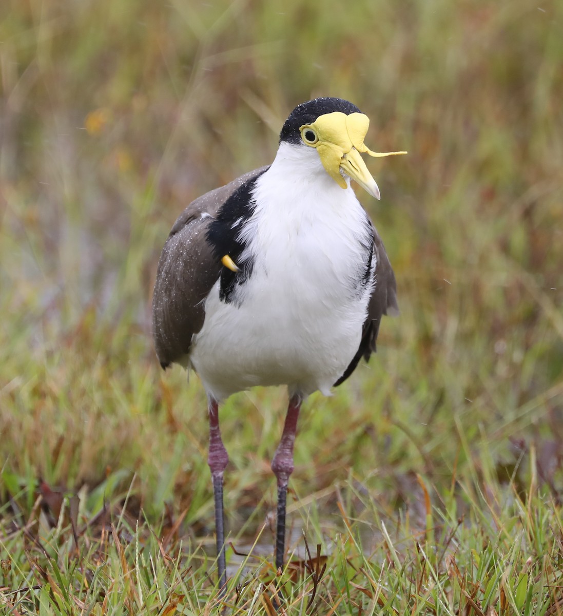 Masked Lapwing (Black-shouldered) - ML408644411