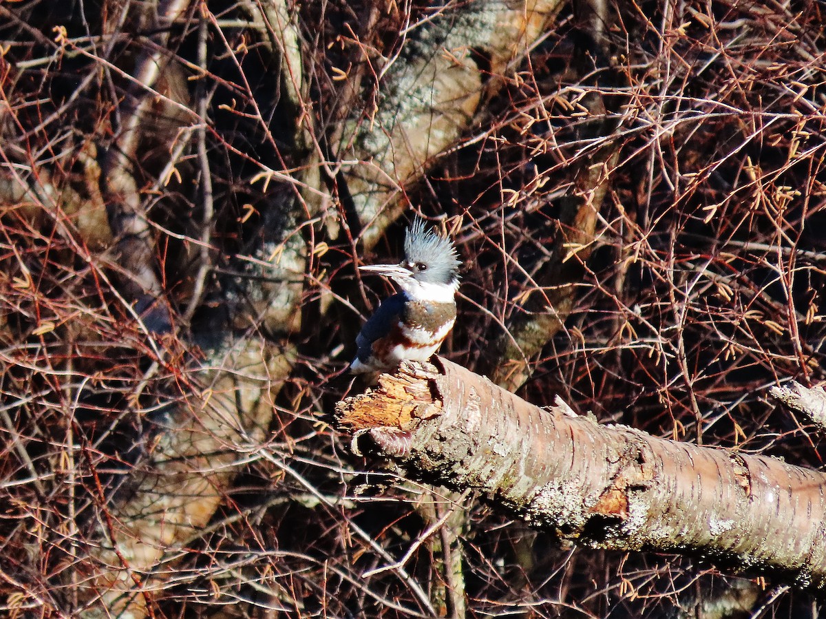 Belted Kingfisher - ML408644581
