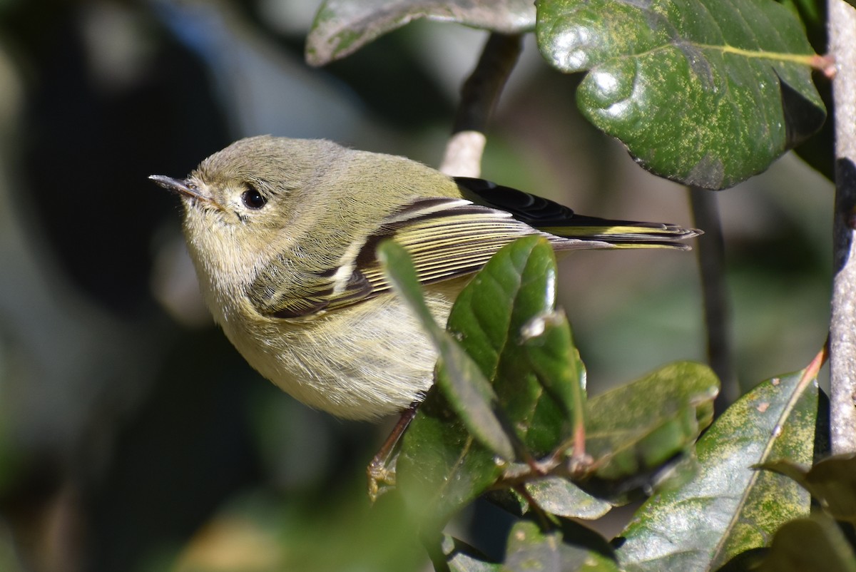 Ruby-crowned Kinglet - Claire H