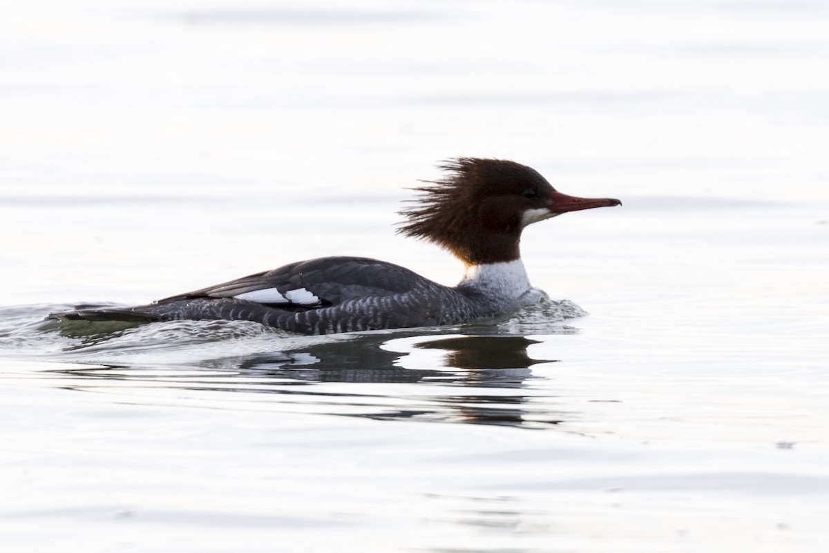 Common Merganser - ML408647191