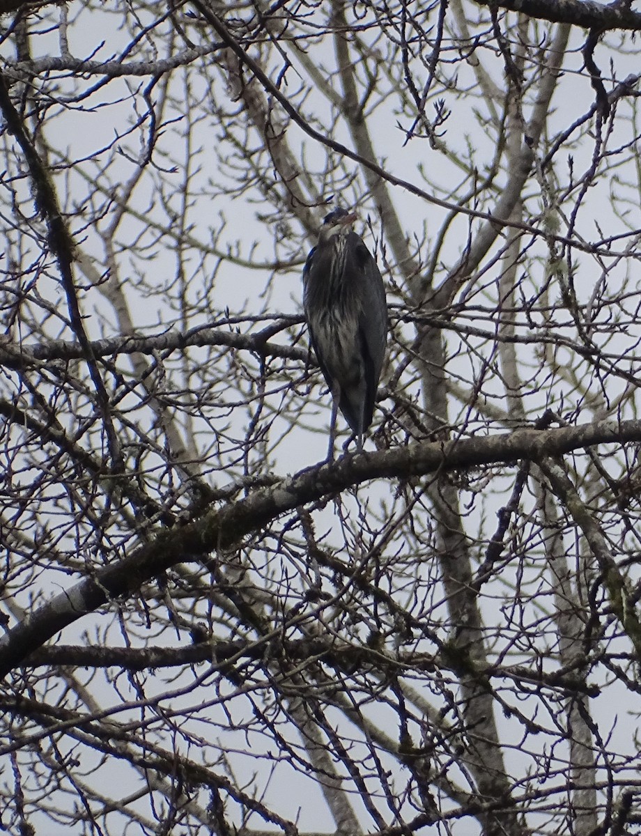 Great Blue Heron - ML408647311