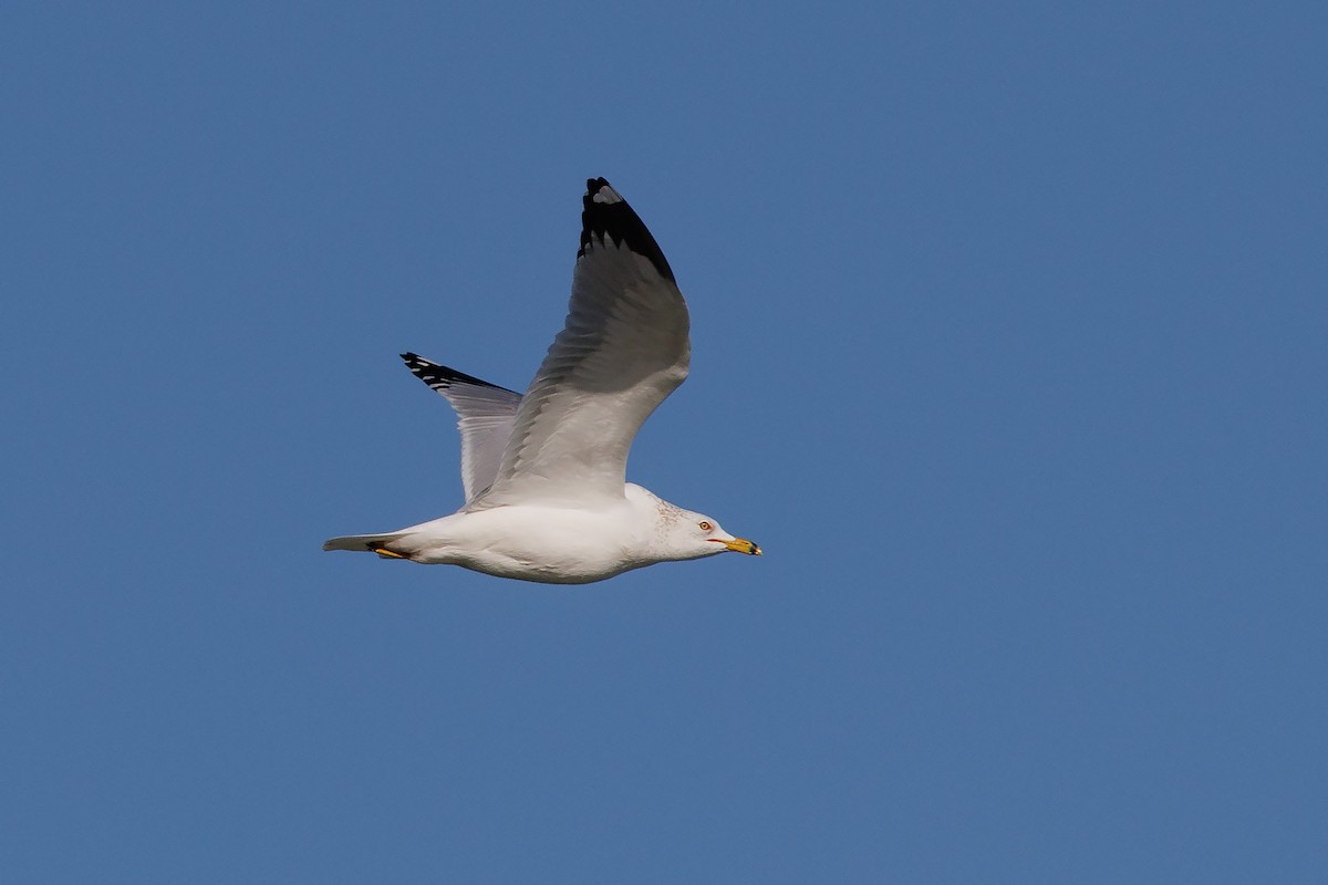 Ring-billed Gull - ML408647821