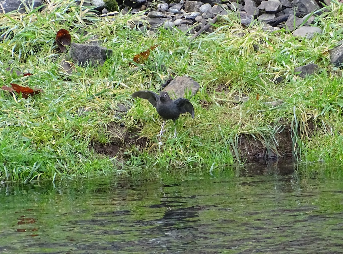 American Dipper - ML408647851