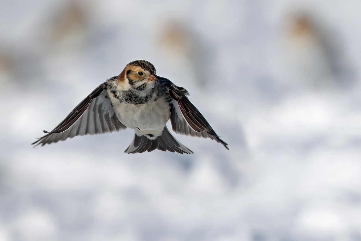 Lapland Longspur - ML408648701